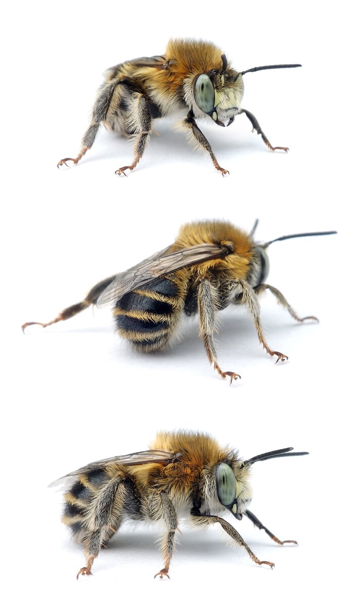 Anthophora quadrimaculata ♂