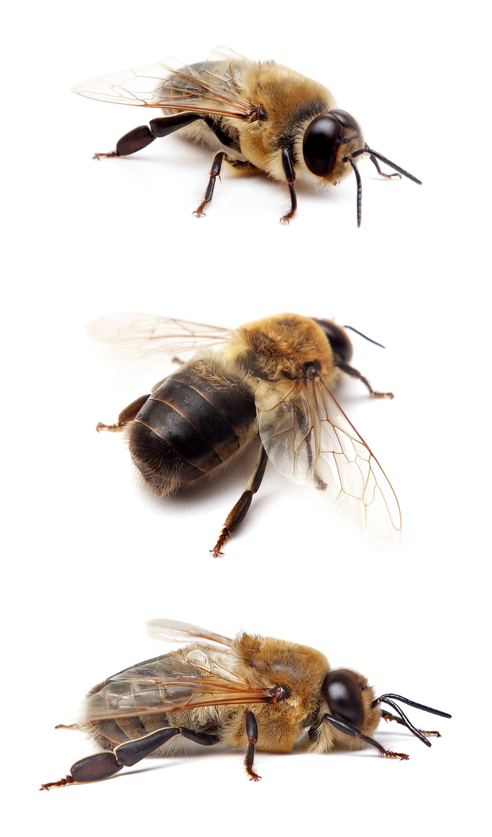 Apis mellifera ♂ Westliche Honigbiene 13-16 mm