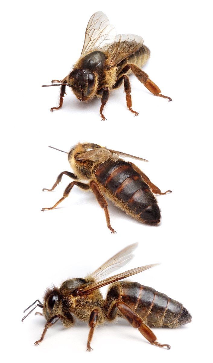 Apis mellifera ♀ Westliche Honigbiene 15-18 mm
