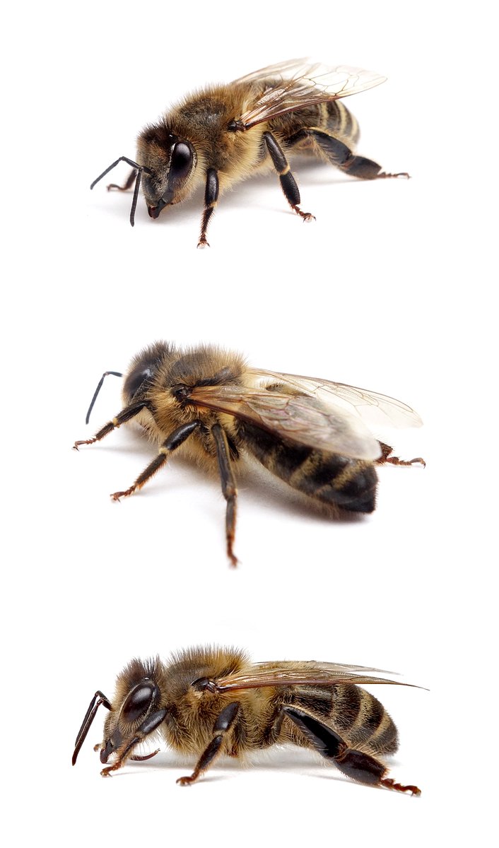Apis mellifera ☿ Westliche Honigbiene 11-13 mm