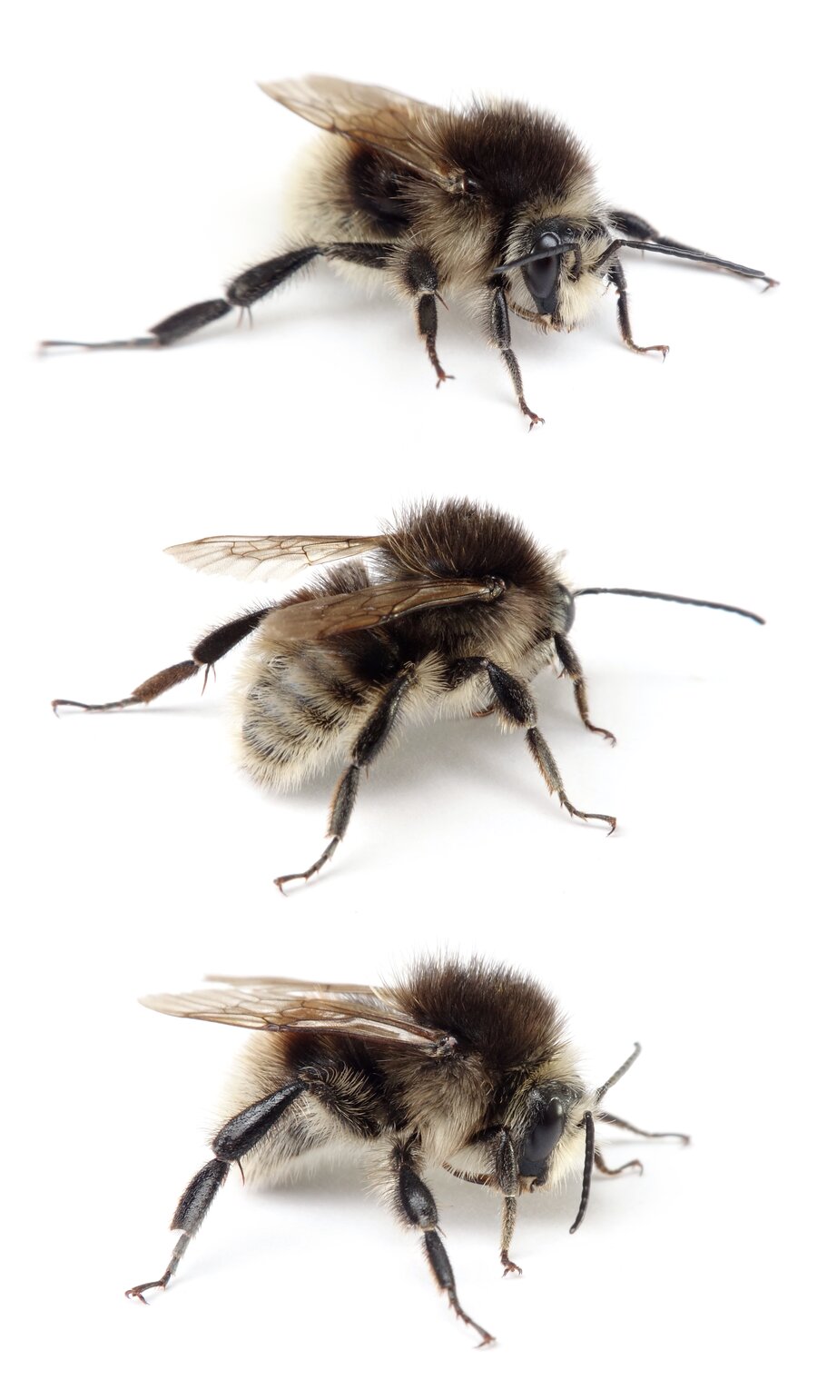 Bombus humilis ♂ Veränderliche Hummel 12-14 mm