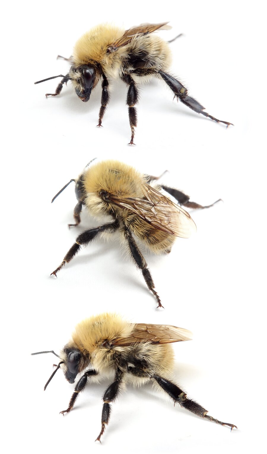 Bombus humilis ☿ Veränderliche Hummel 9–15 mm