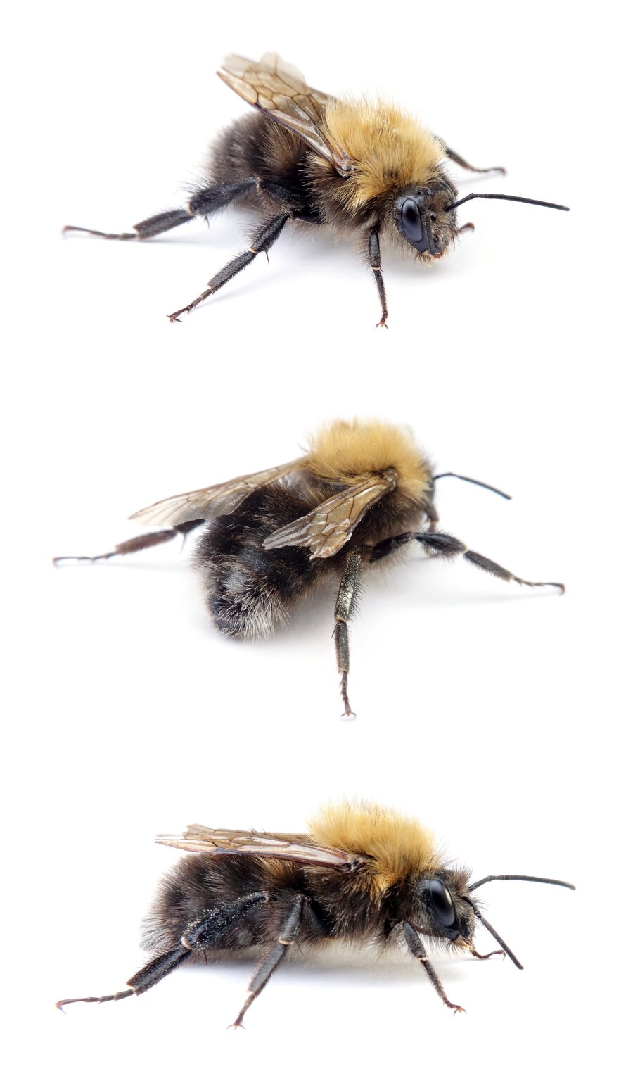 Bombus hypnorum ♂ Baumhummel 14-16 mm