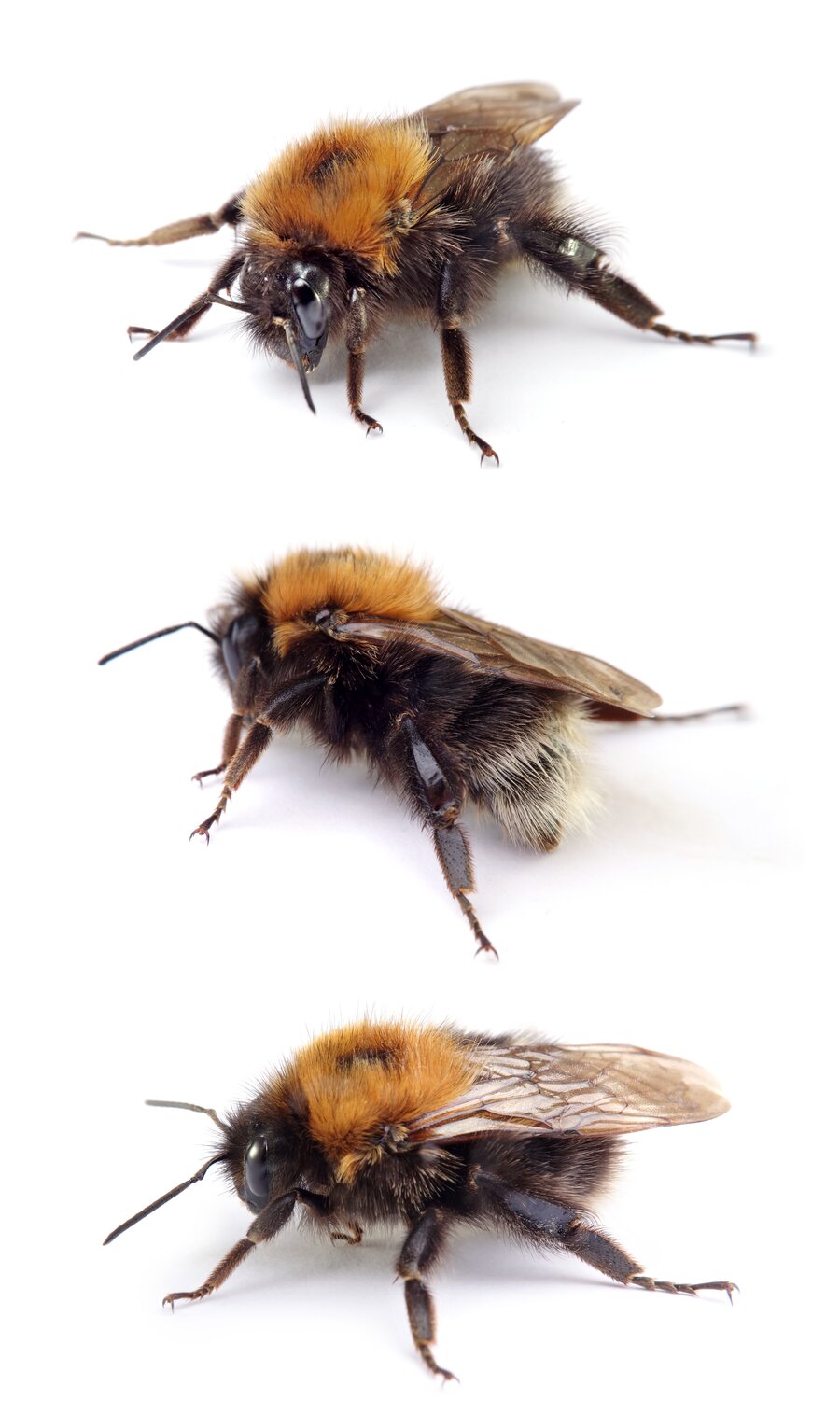 Bombus hypnorum ♀ Baumhummel 17-20 mm