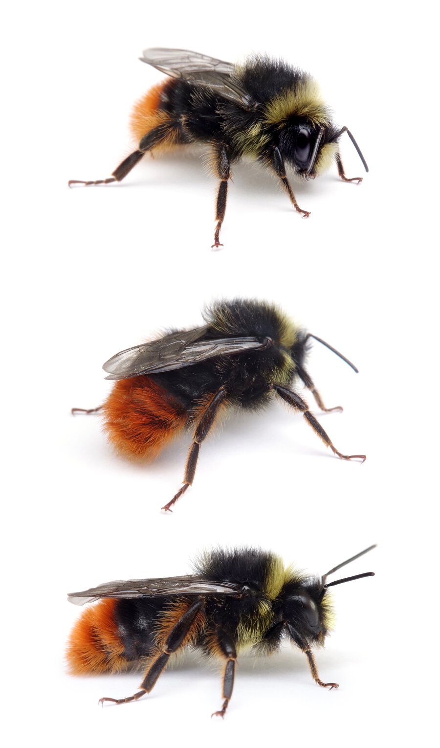 Bombus lapidarius ♂ Steinhummel 14-16 mm
