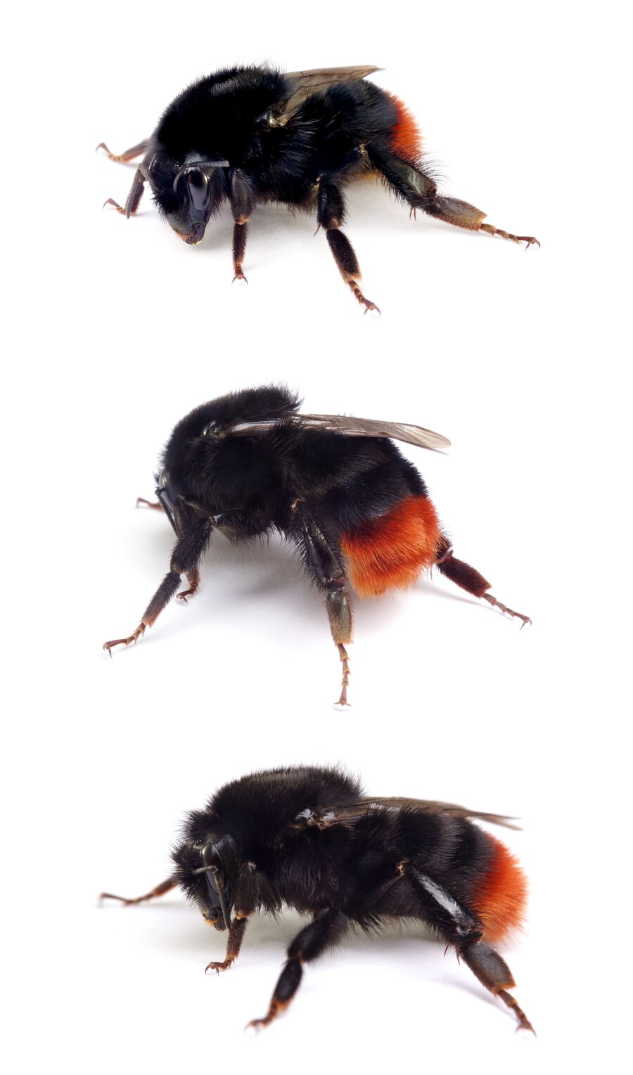 Bombus lapidarius ♀ Steinhummel 20-22 mm