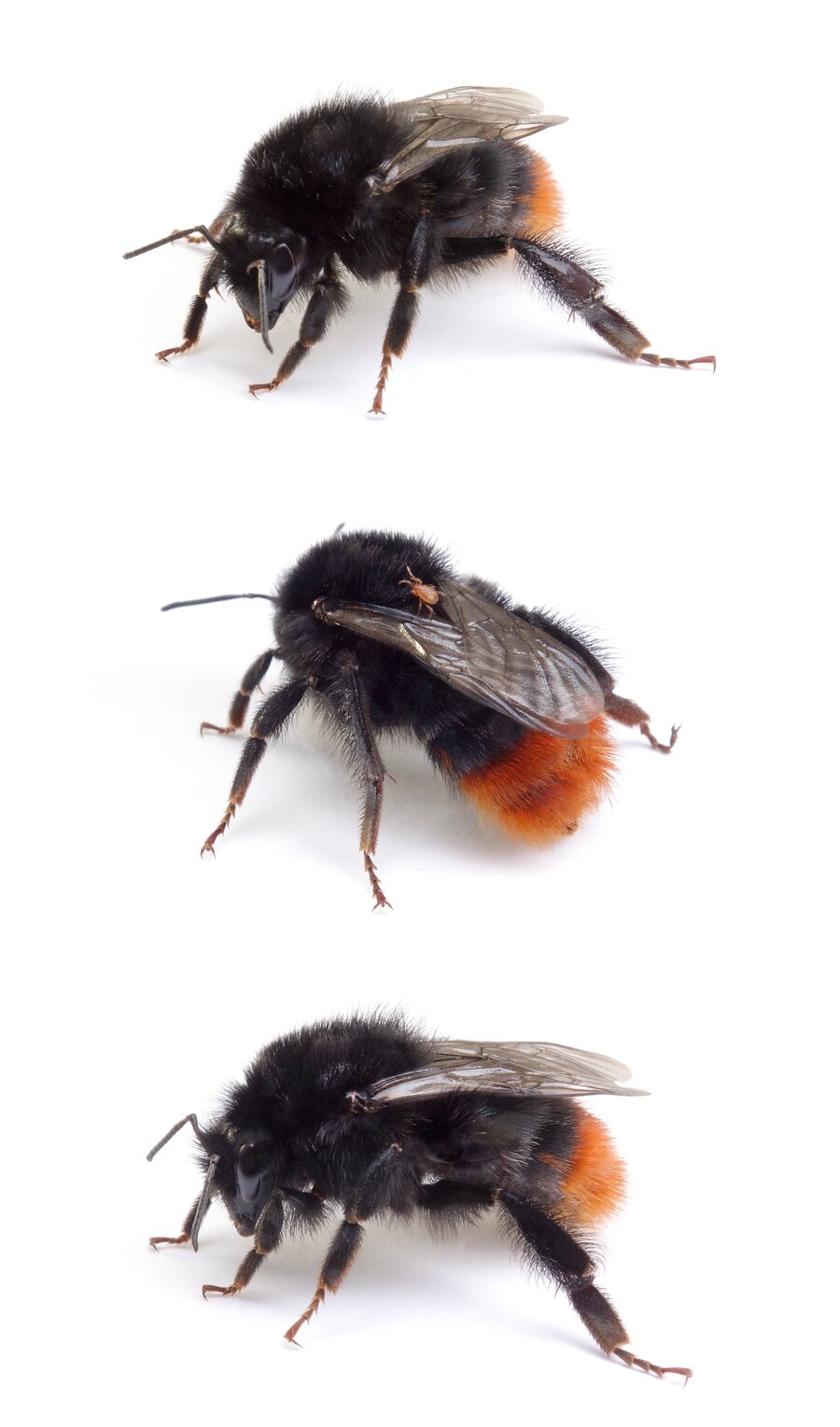 Bombus lapidarius ☿ Steinhummel 12–16 mm, parasitiert