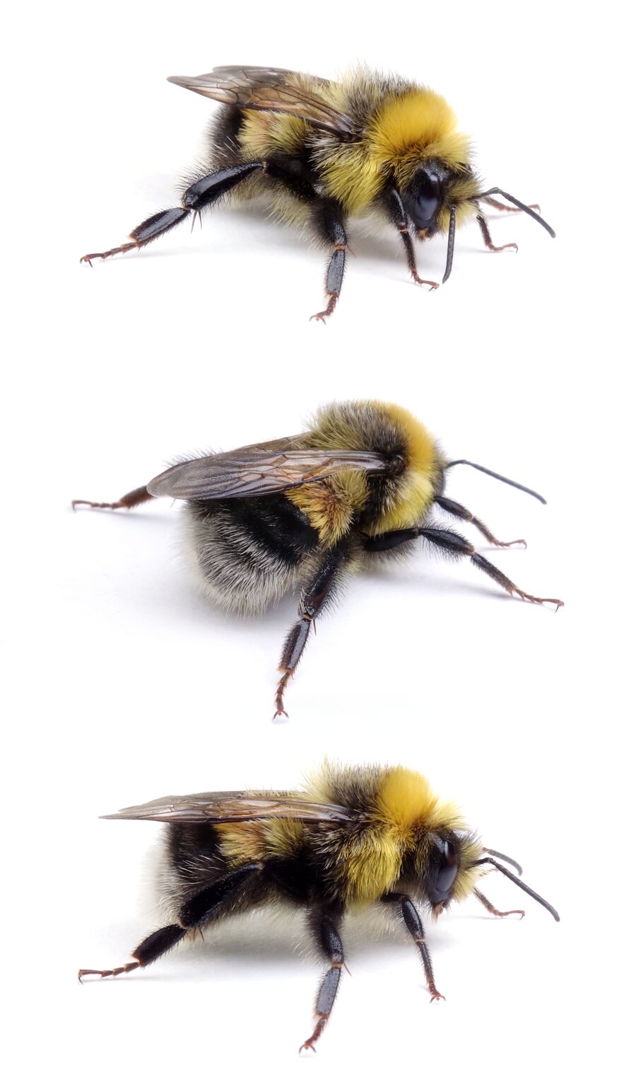 Bombus lucorum ♂ Helle Erdhummel 14-16 mm