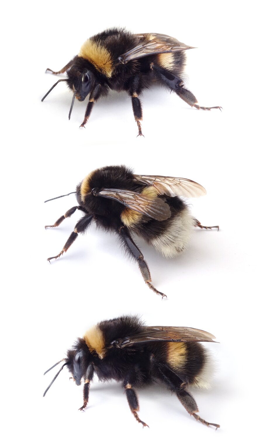Bombus lucorum ♀ Helle Erdhummel 18-21 mm