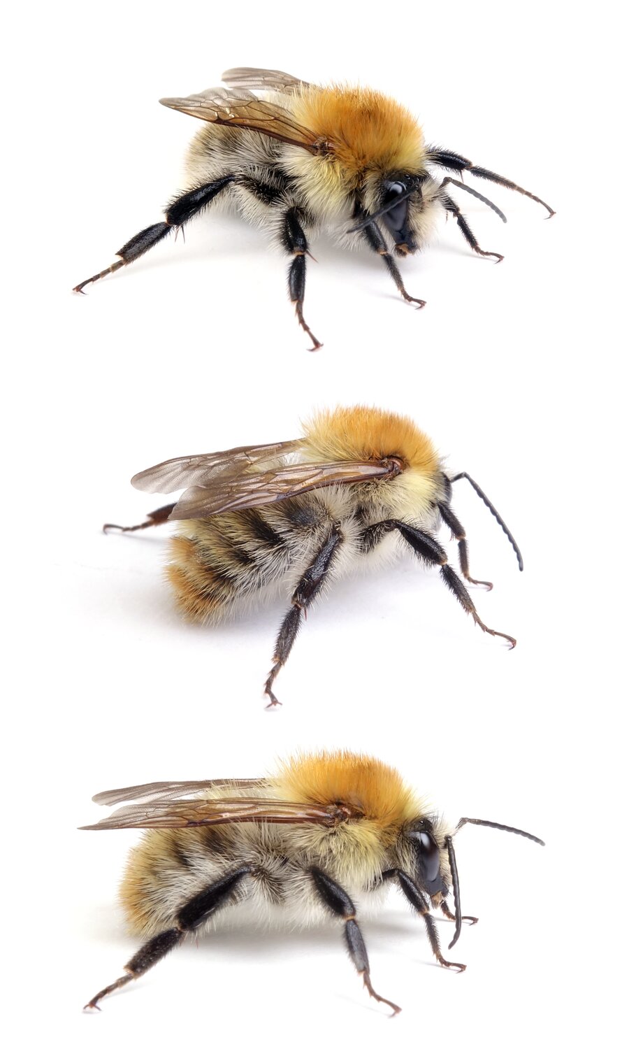 Bombus pascuorum ♂ Ackerhummel 12-14 mm