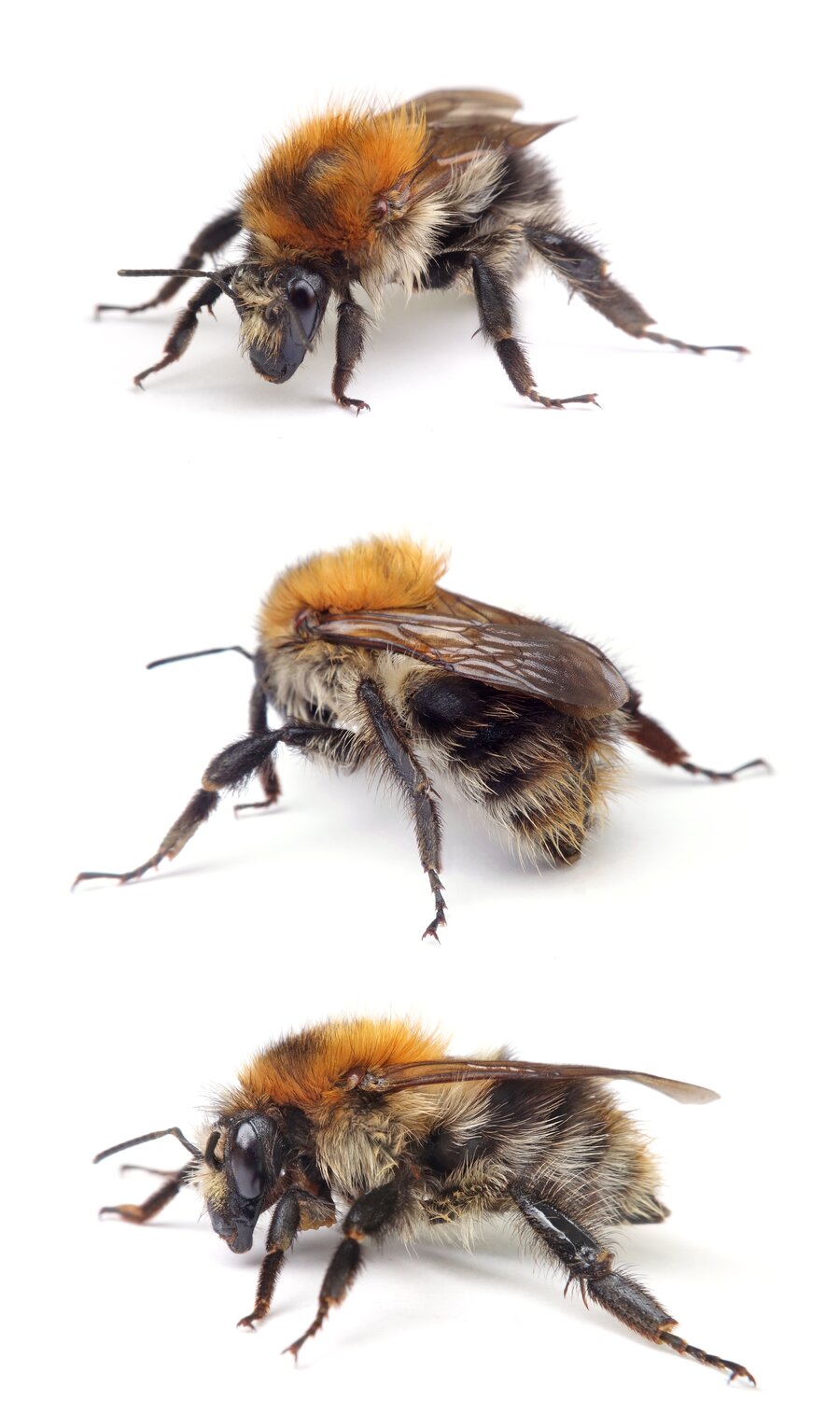 Bombus pascuorum ♀ Ackerhummel 15-18 mm