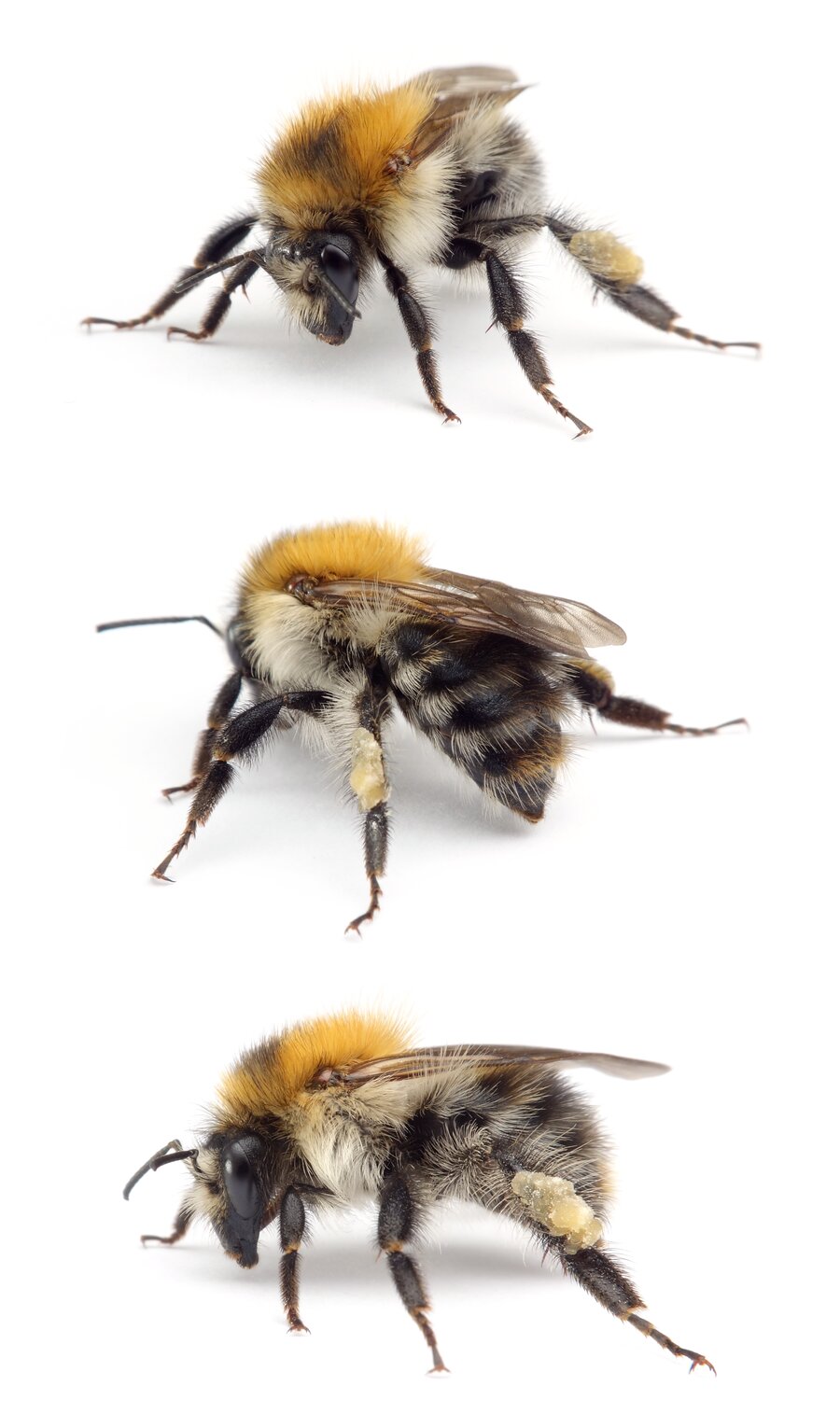 Bombus pascuorum ☿ Ackerhummel 9–15 mm