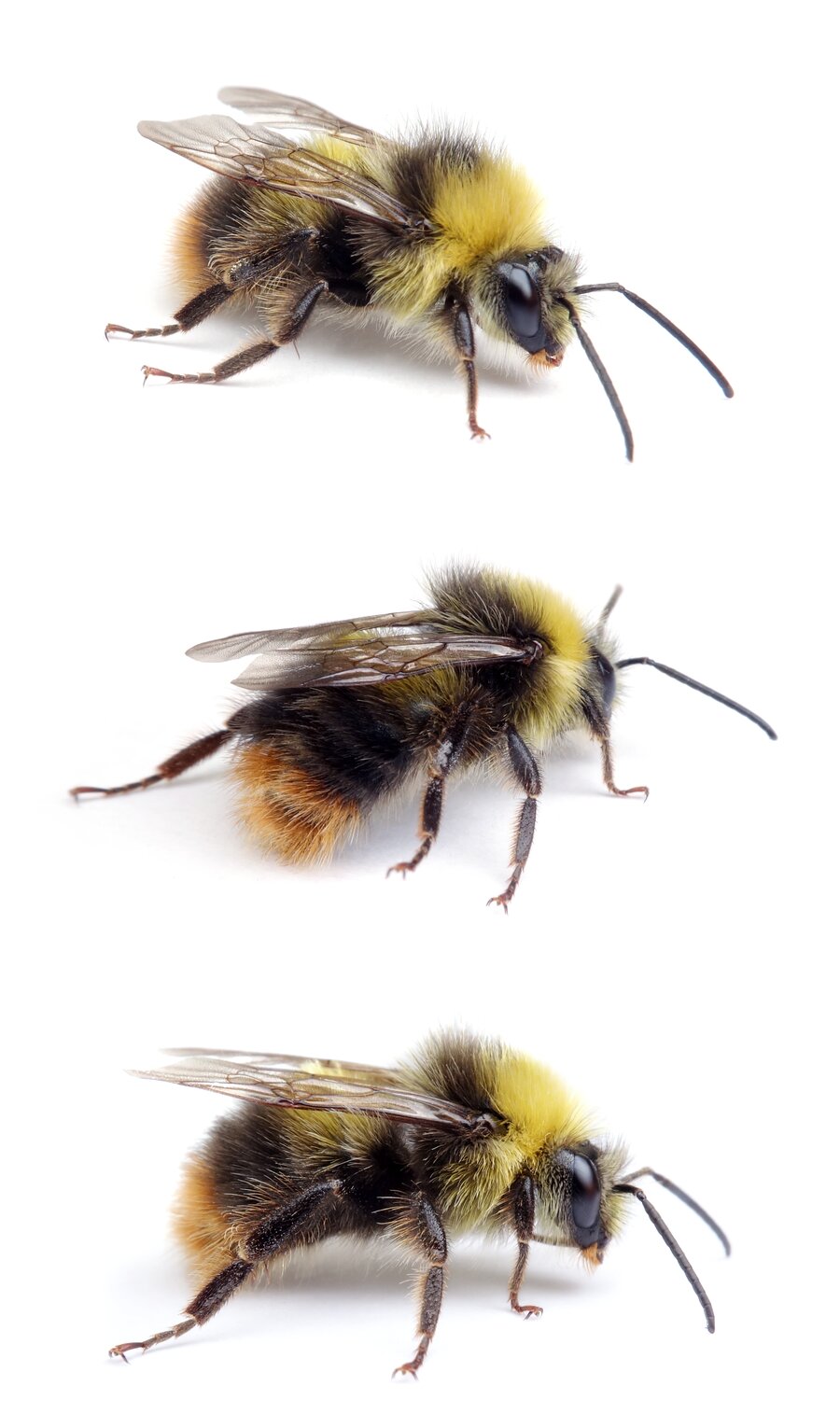 Bombus pratorum ♂ Wiesenhummel 11-13 mm