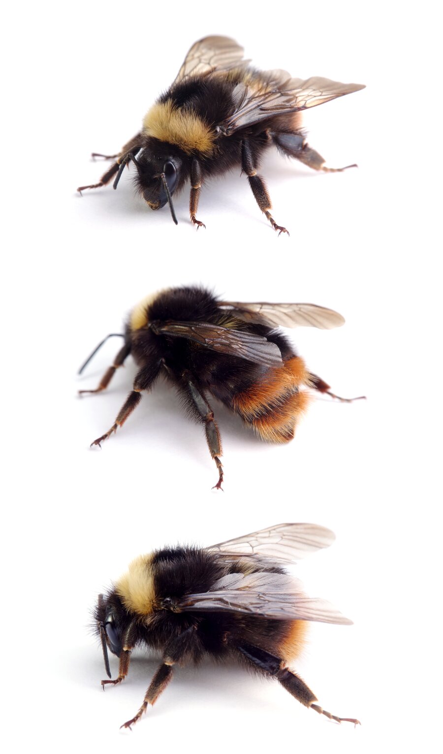 Bombus pratorum ♀ Wiesenhummel 15-18 mm