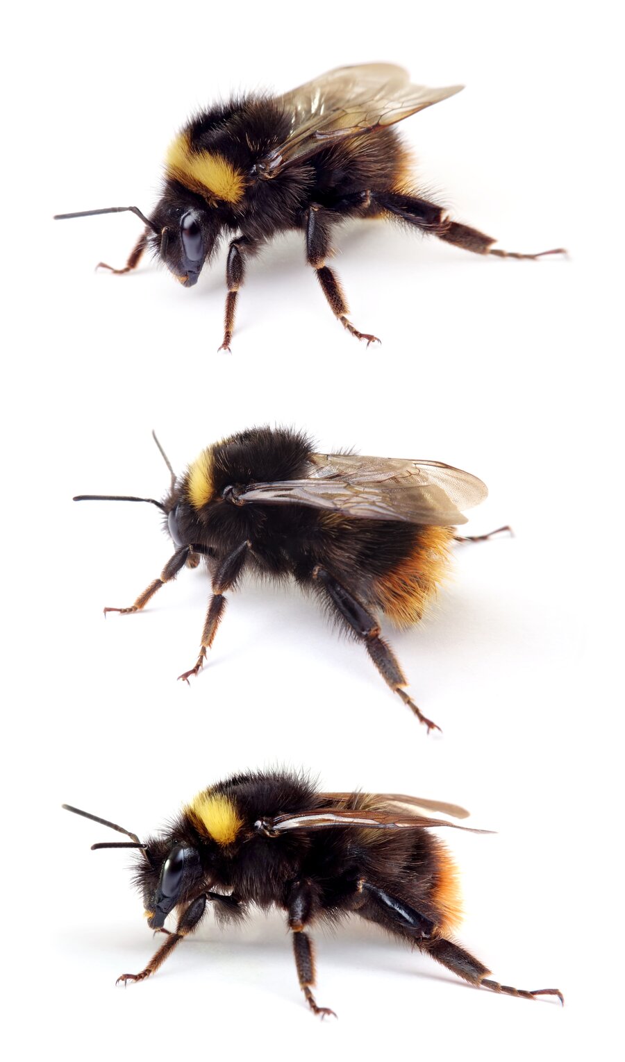 Bombus pratorum ☿ Wiesenhummel 9–14 mm