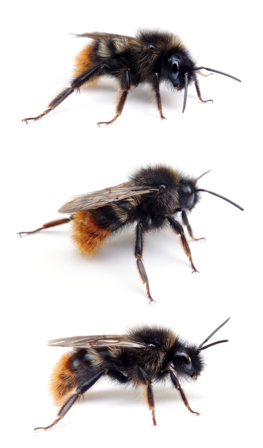 Bombus rupestris ♂ Rotschwarze Kuckuckshummel 14-16 mm