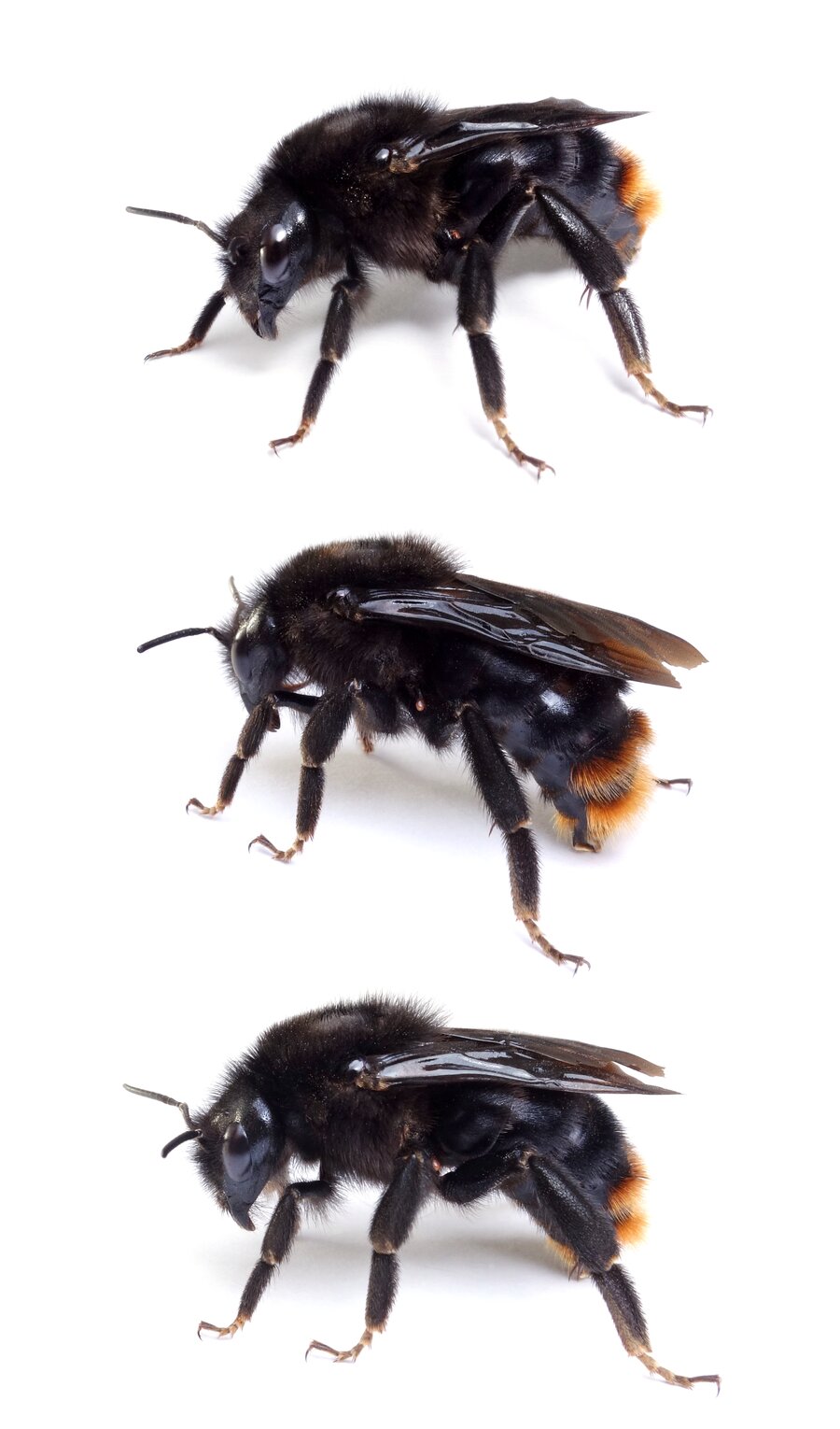 Bombus rupestris ♀ Rotschwarze Kuckuckshummel 18-22 mm