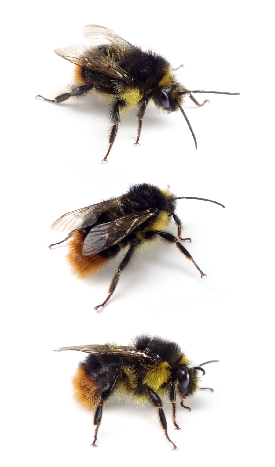 Bombus soroeensis ♂ Glockenblumenhummel 12-14 mm