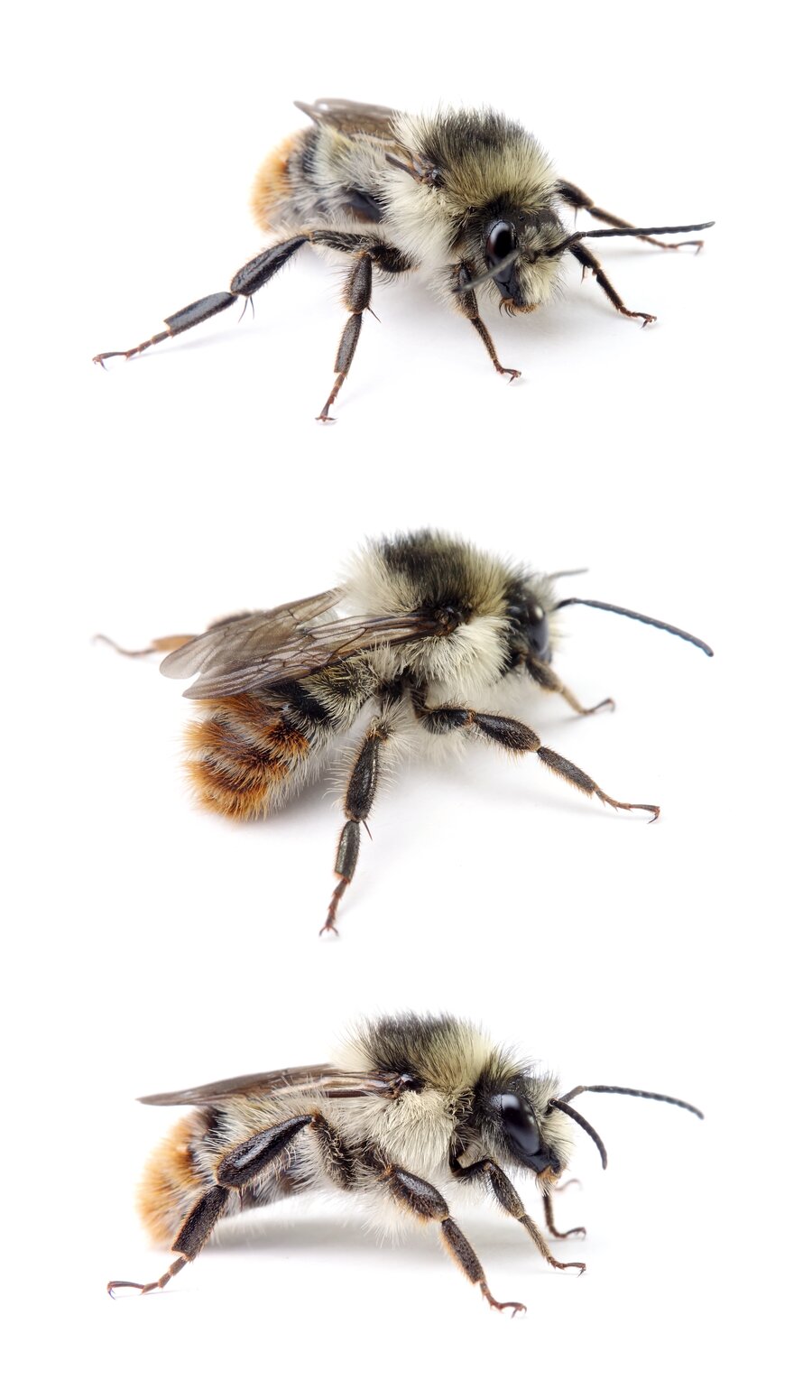 Bombus sylvarum ♂ Bunte Hummel 12-14 mm