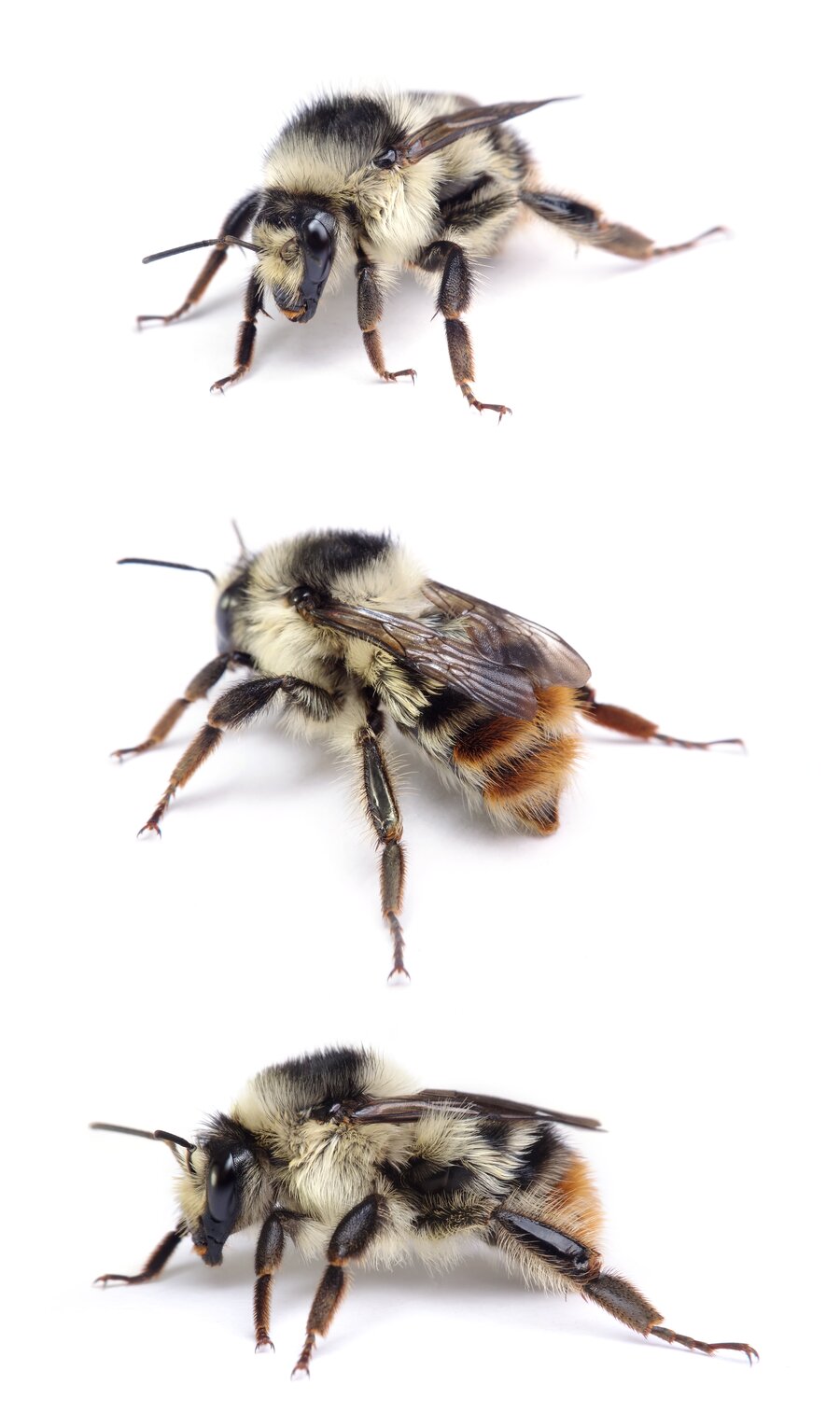 Bombus sylvarum ♀ Bunte Hummel 16-18 mm