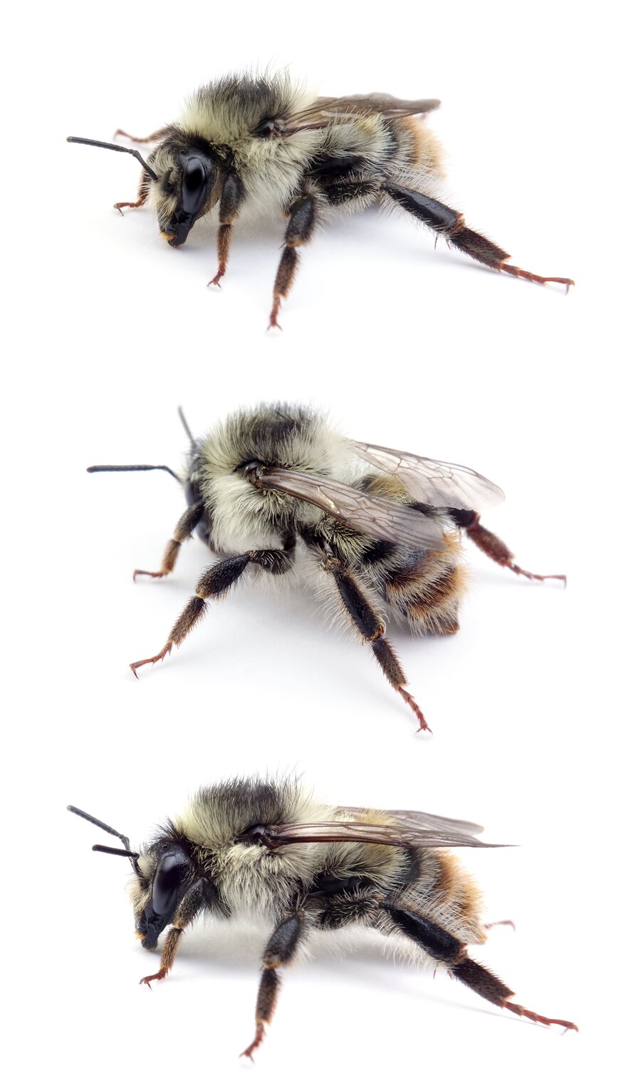 Bombus sylvarum ☿ Bunte Hummel 10–15 mm