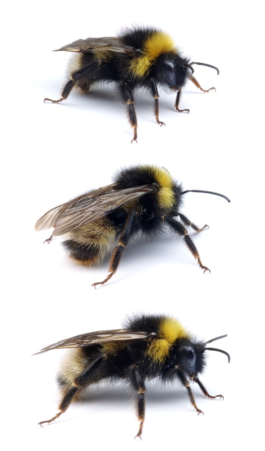 Bombus sylvestris ♂ Wald-Kuckuckshummel 13-15 mm