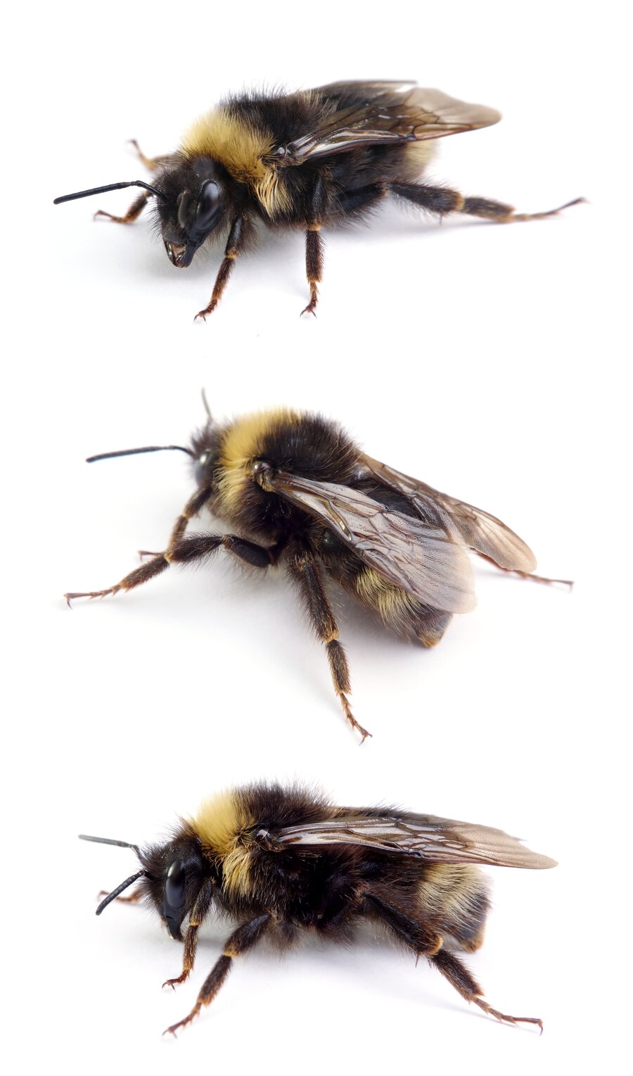 Bombus sylvestris ♀ Wald-Kuckuckshummel 14-16 mm