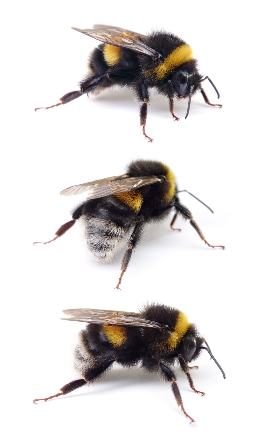 Bombus terrestris ♂ Dunkle Erdhummel 14-16 mm