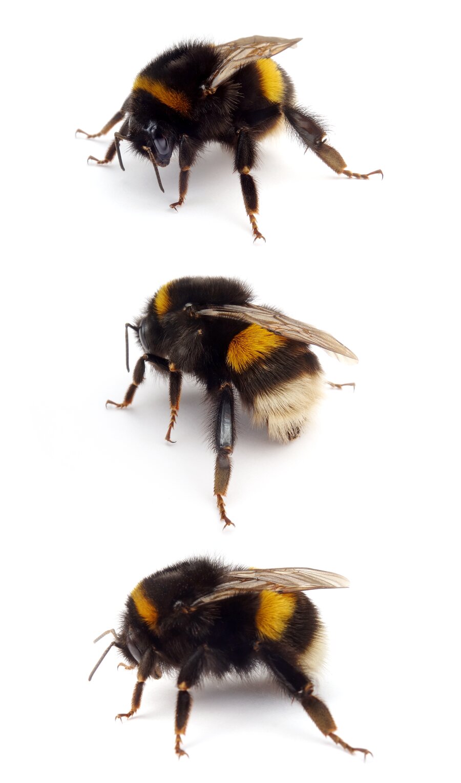 Bombus terrestris ♀ Dunkle Erdhummel 20-23 mm