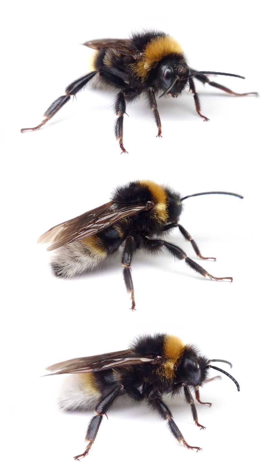 Bombus vestalis ♂ Gefleckte Kuckuckshummel 15-17 mm