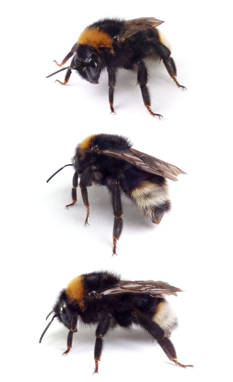 Bombus vestalis ♀ Gefleckte Kuckuckshummel 20-22 mm