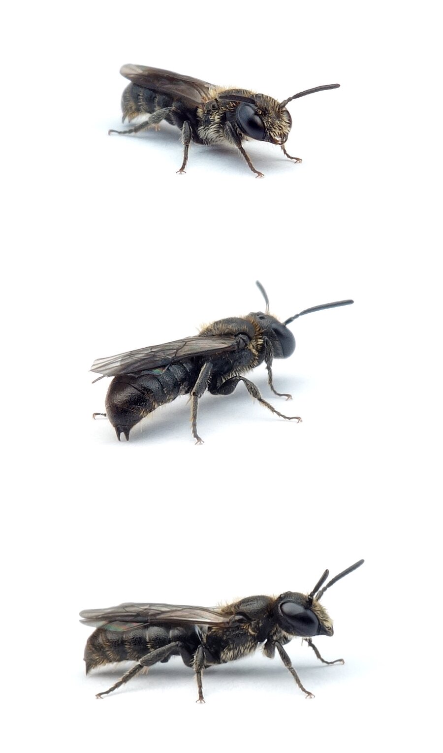 Chelostoma campanularum ♂ Kurzfransige Scherenbiene 5-6 mm