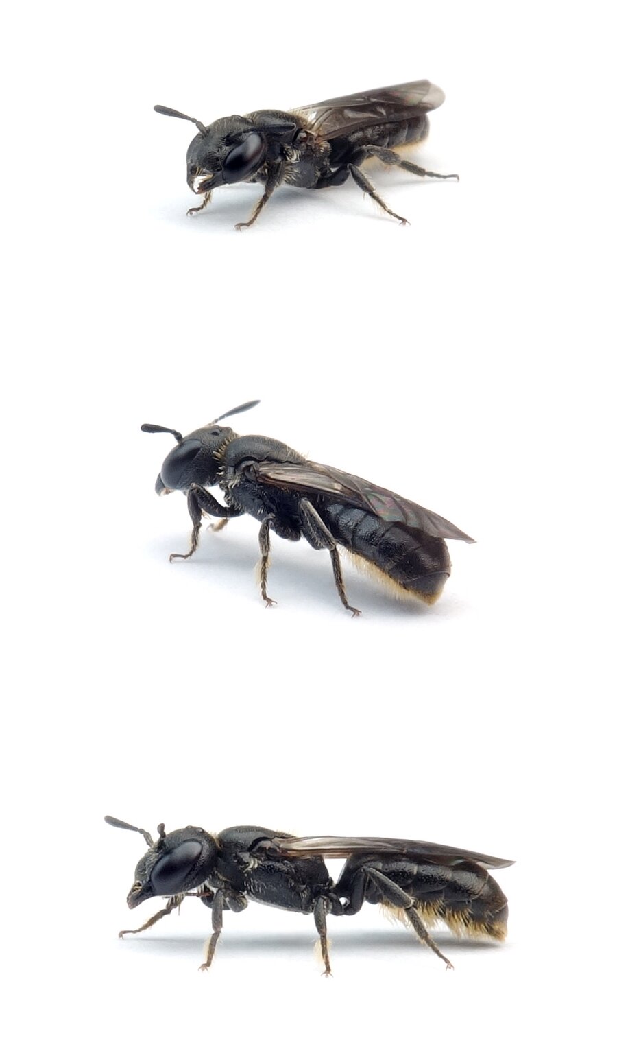 Chelostoma campanularum ♀ Kurzfransige Scherenbiene 6 mm