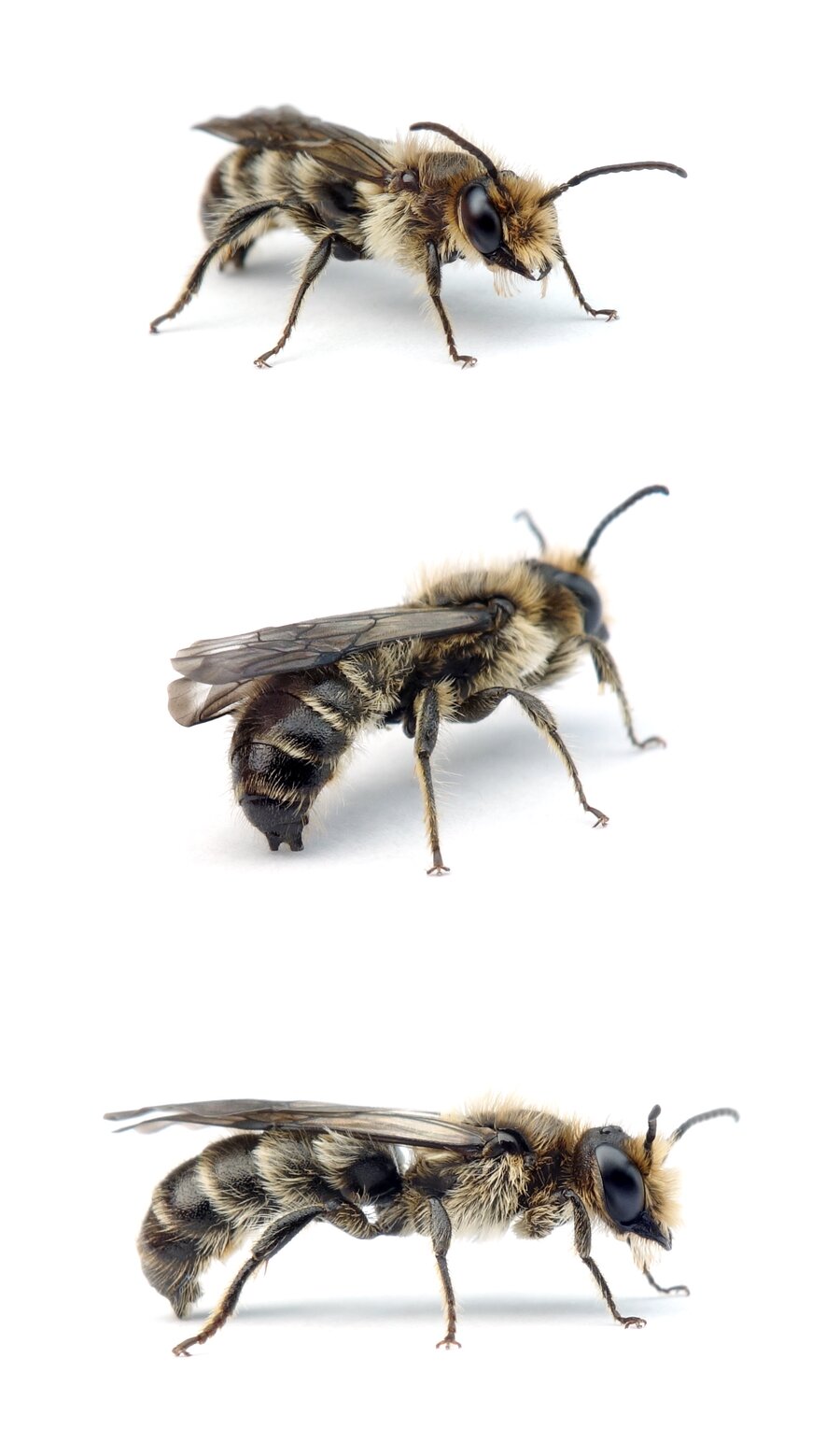 Chelostoma florisomne ♂ Hahnenfuß-Scherenbiene 9-11 mm