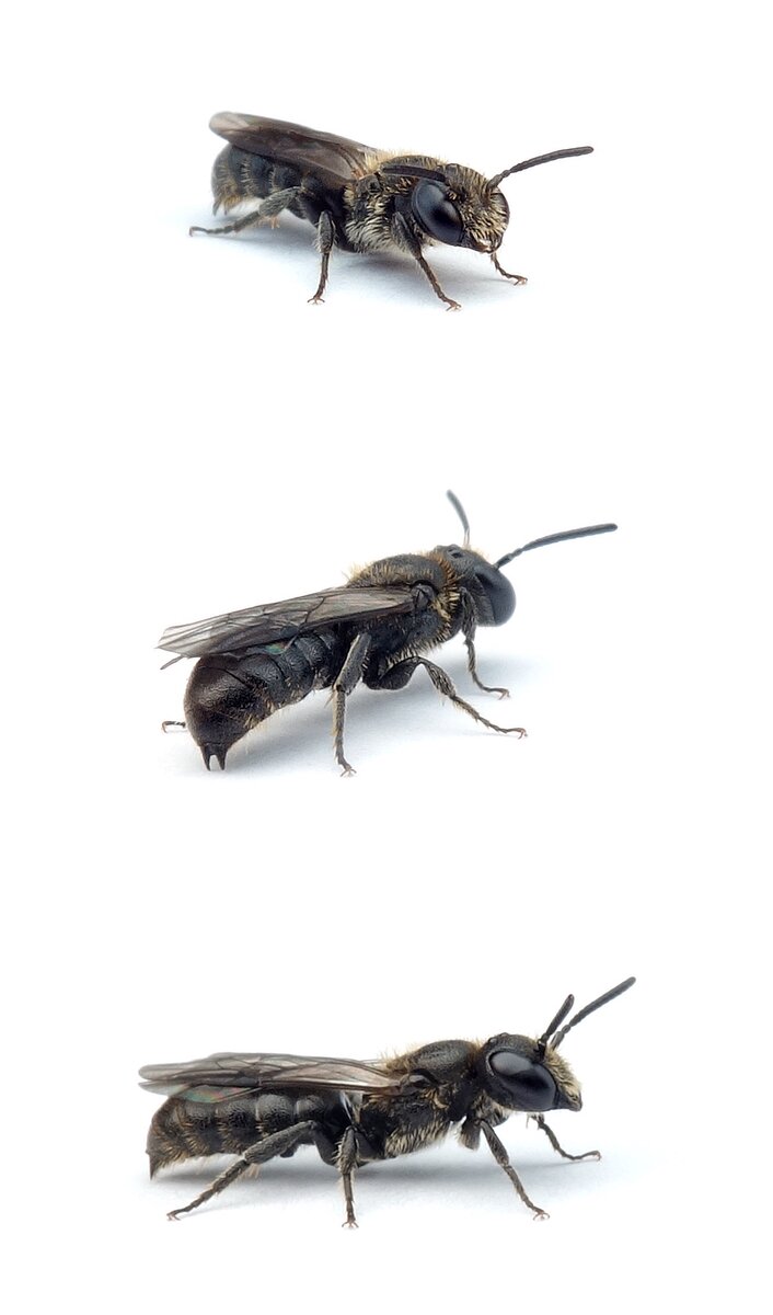 Chelostoma campanularum ♂ Kurzfransige Scherenbiene 5-6 mm