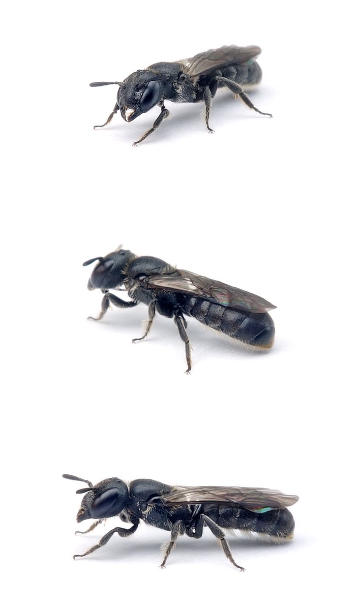 Chelostoma campanularum ♀ Kurzfransige Scherenbiene 6 mm