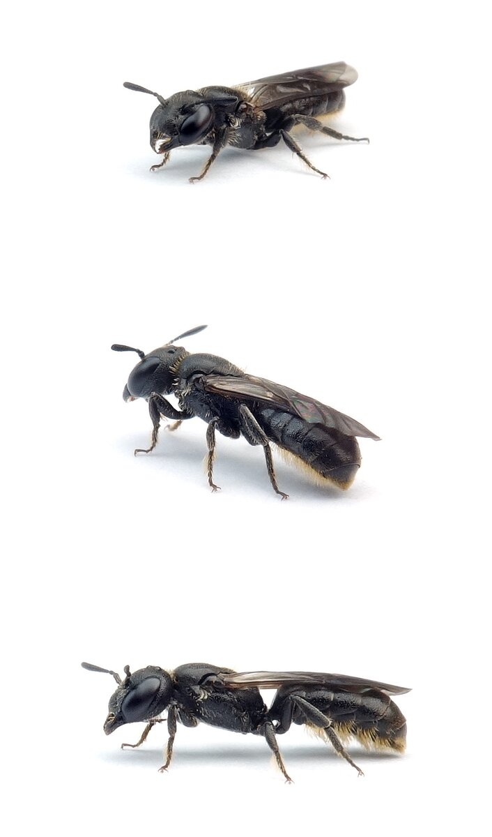 Chelostoma campanularum ♀ Kurzfransige Scherenbiene 6 mm