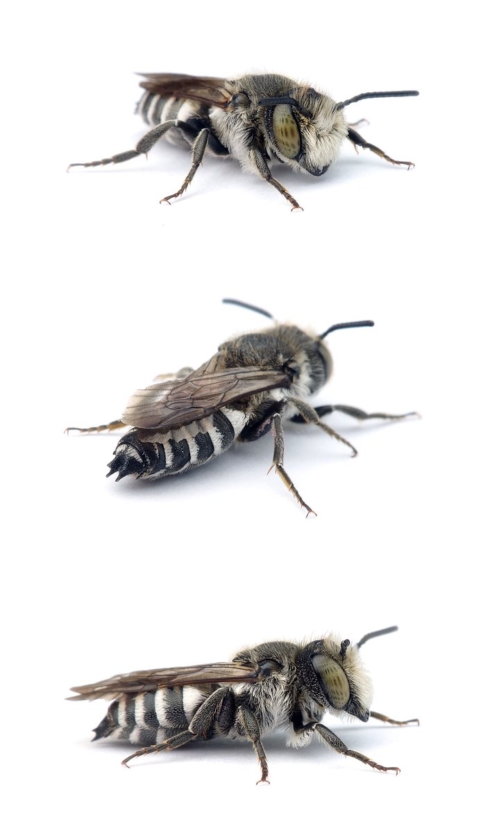 Coelioxys alata ♂ Geflügelte Kegelbiene 12 mm