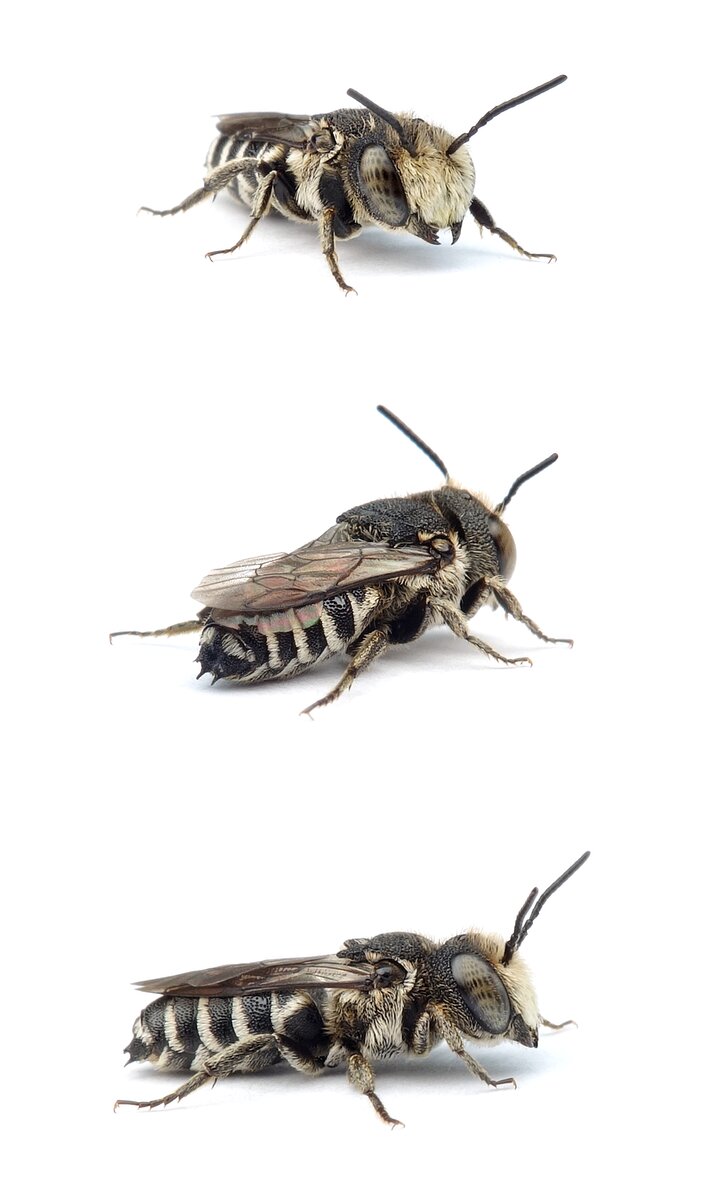 Coelioxys echinata ♂ Stacheltragende Kegelbiene 6-7 mm