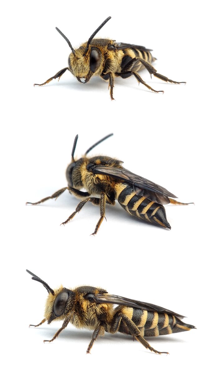 Coelioxys elongata ♀ Langschwanz-Kegelbiene 11-12 mm