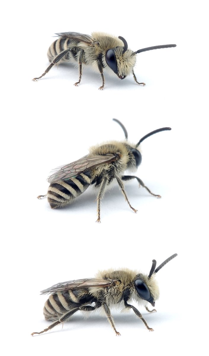 Colletes marginatus ♂ Dünen-Seidenbiene 7-10 mm