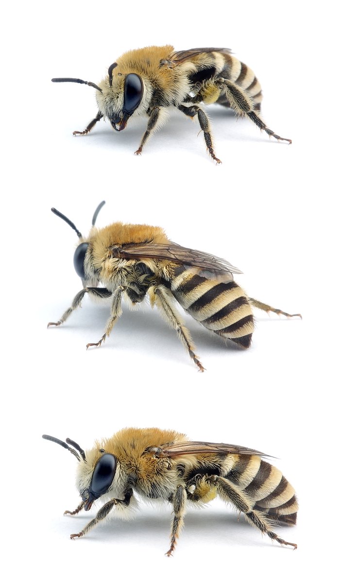 Colletes marginatus ♀ Dünen-Seidenbiene 8-10 mm