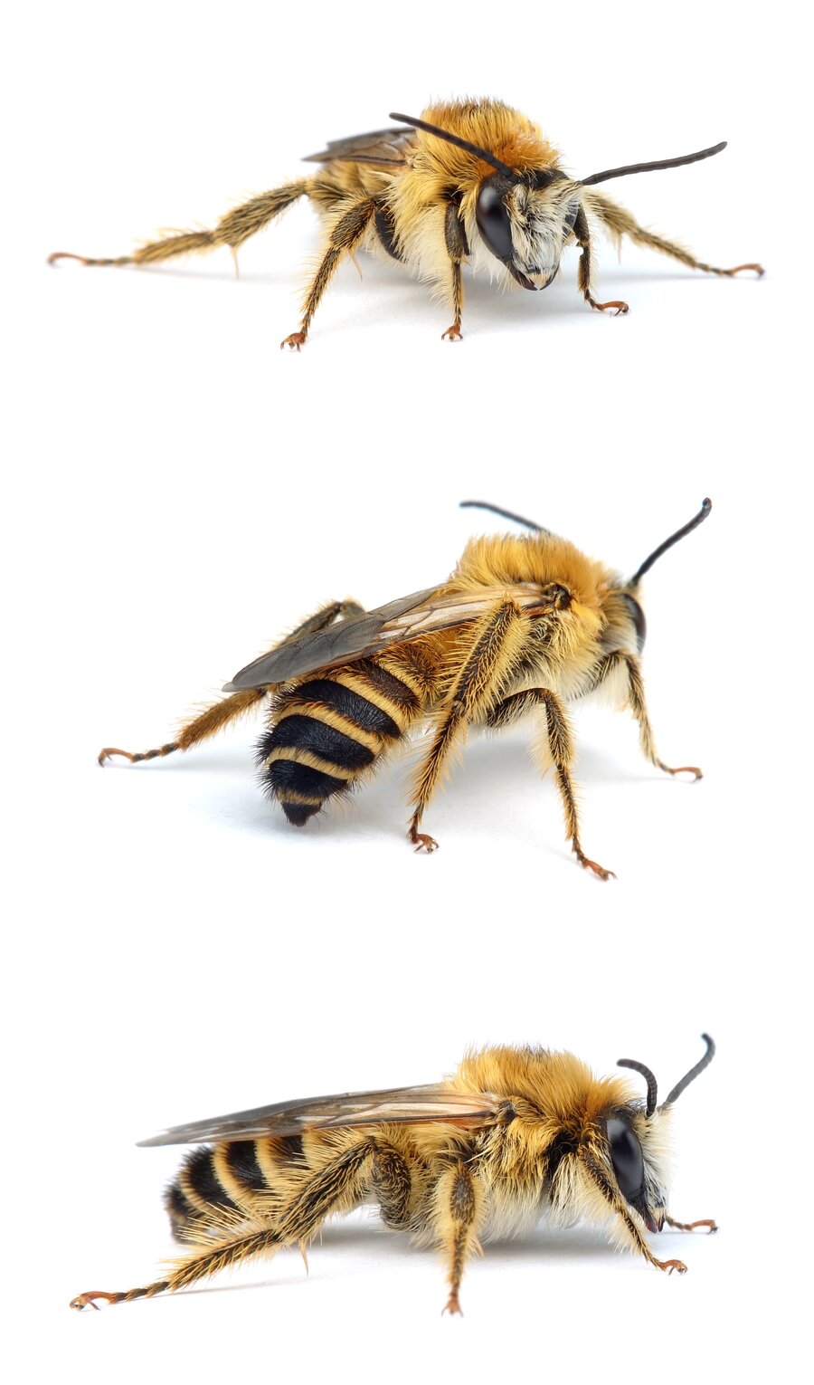 Dasypoda hirtipes ♂ Dunkelfransige Hosenbiene 11-14 mm