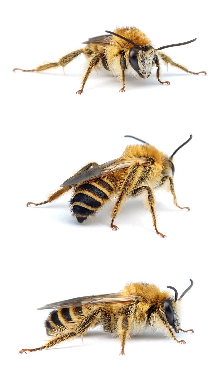 Dasypoda hirtipes ♂ Dunkelfransige Hosenbiene 11-14 mm