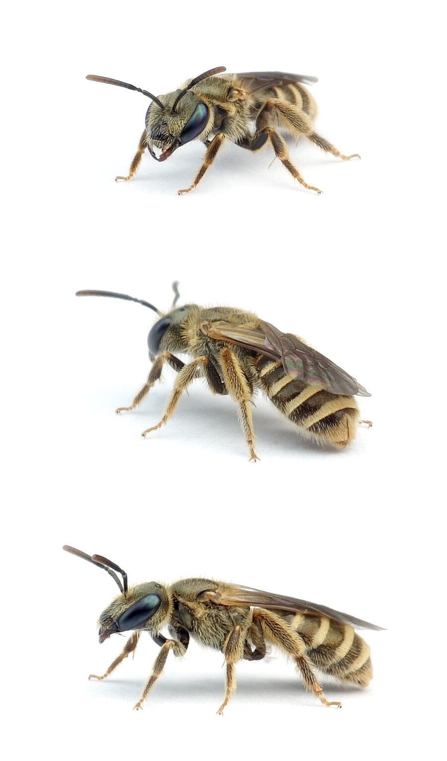Halictus confusus ♀ Verkannte Goldfurchenbiene 6-8 mm