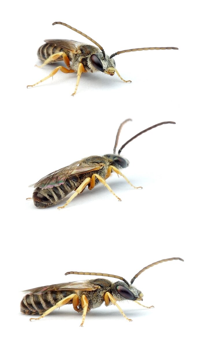 Halictus confusus ♂