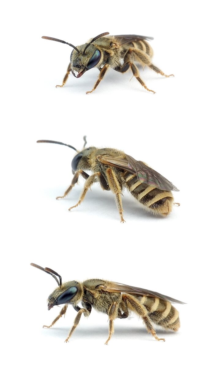Halictus confusus ♀