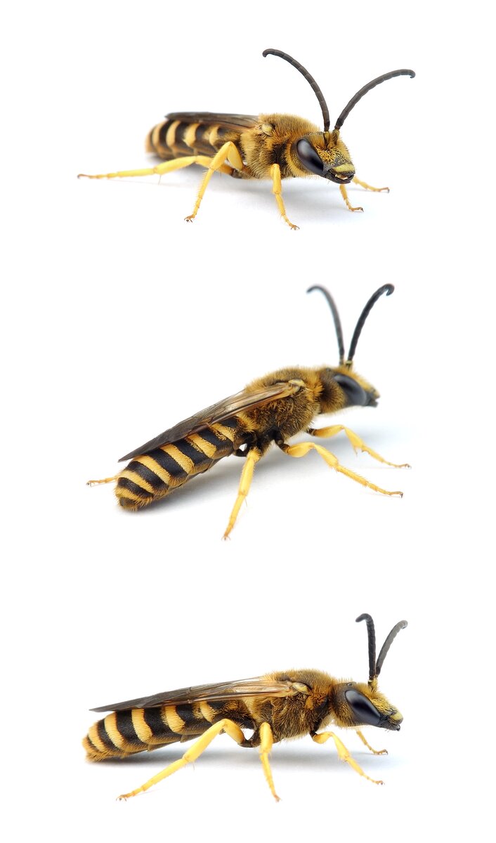 Halictus scabiosae ♂ Gelbbindige Furchenbiene 12-14 mm