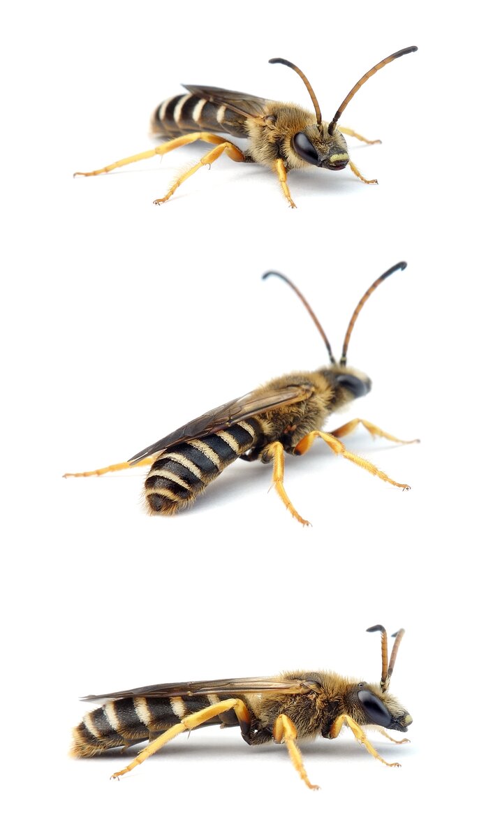 Halictus sexcinctus ♂ Sechsbindige Furchenbiene 13-16 mm