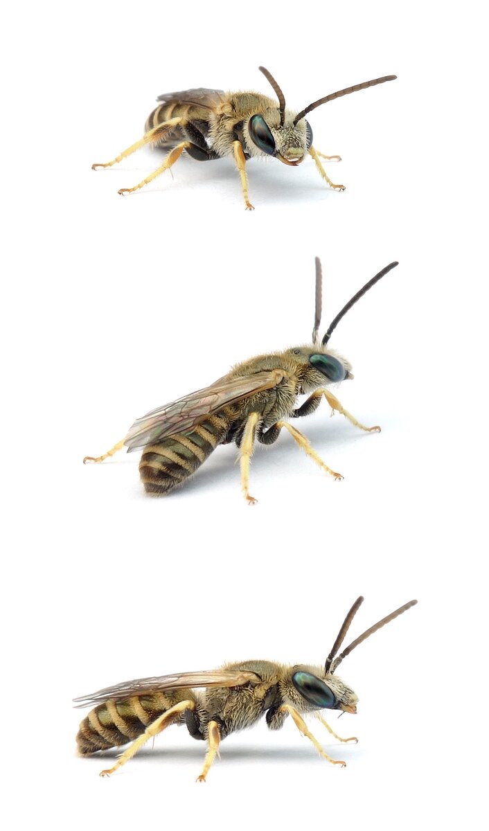 Halictus subauratus ♂ Dichtpunktierte Goldfurchenbiene 7-8 mm